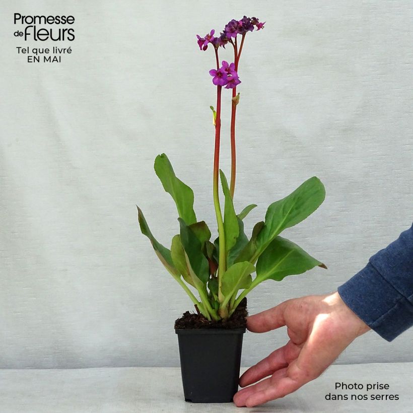 Example of Bergenia Ouvertüre - Bergenie Kleine Töpfe von 8/9 cm as you get in printemps