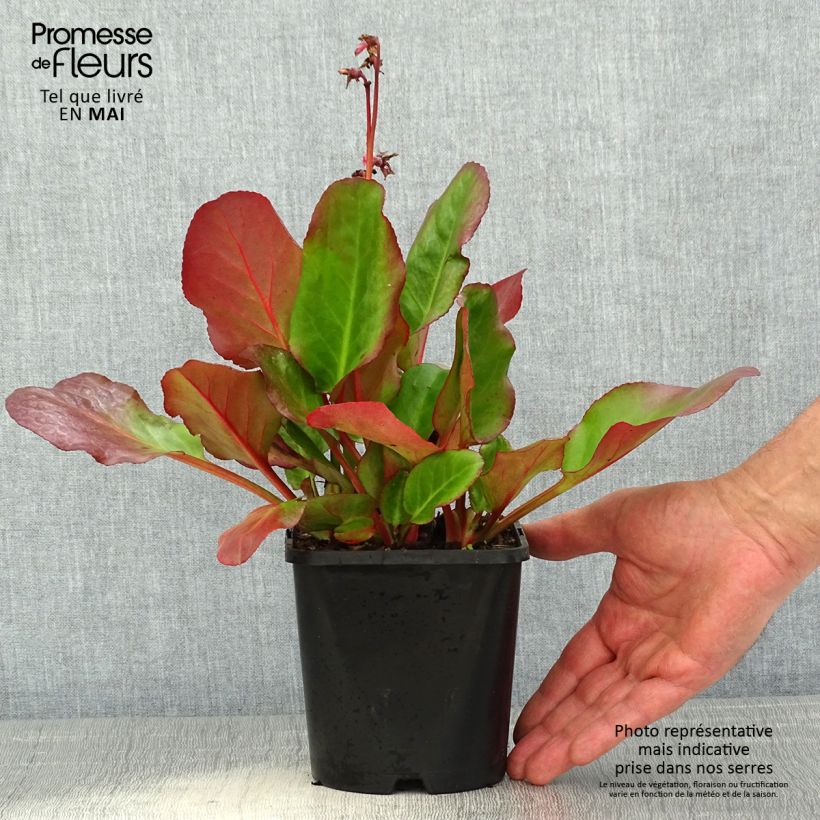 Example of Bergenia Ouvertüre - Bergenie Topf mit 1,5L/2L as you get in printemps