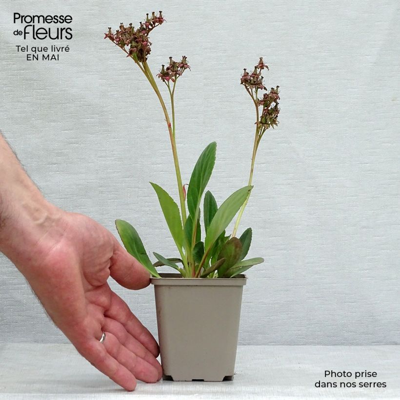 Example of Bergenia Pink Dragonfly - Bergenie Kleine Töpfe von 8/9 cm as you get in printemps