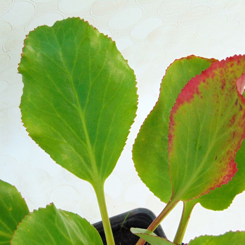 Bergenia cordifolia Rotblum - Bergenie (Foliage)