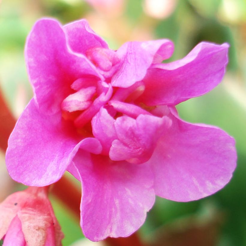 Bergenia cordifolia - Bergenie (Blüte)