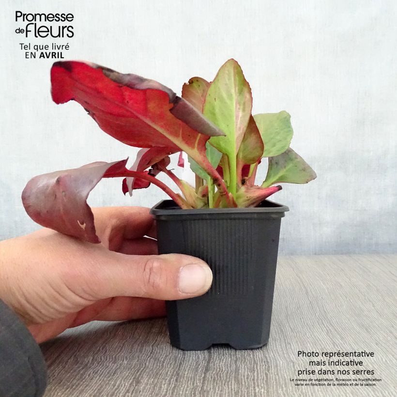 Example of Bergenia cordifolia Eroïca - Bergenie Kleine Töpfe von 8/9 cm as you get in printemps