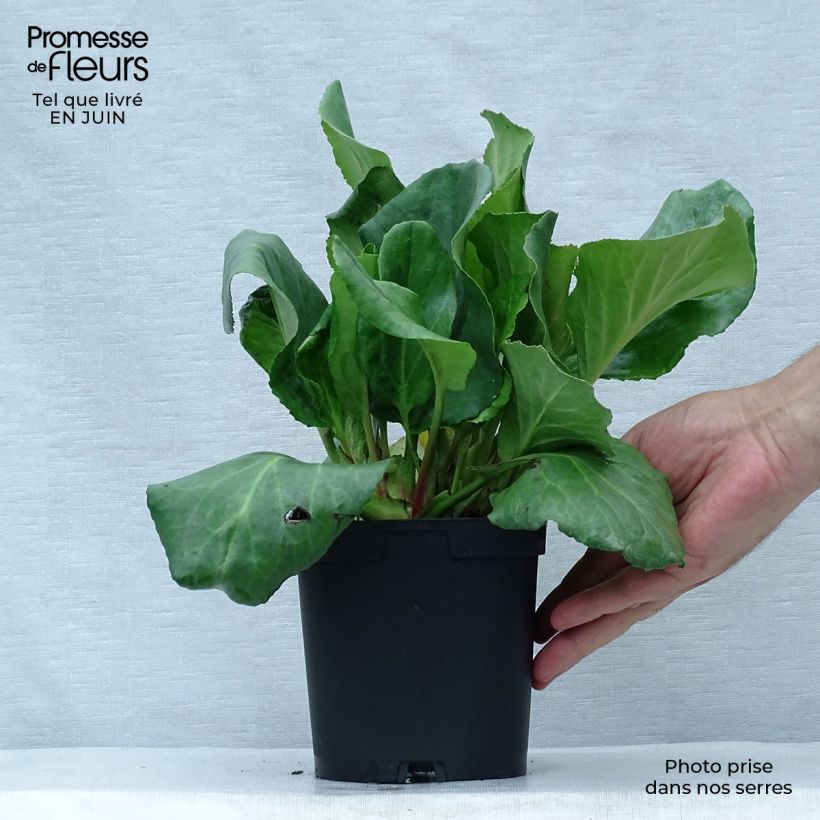 Exemplar von Bergenia cordifolia - Bergenie Topf mit 2L/3L wie im Sommer geliefert