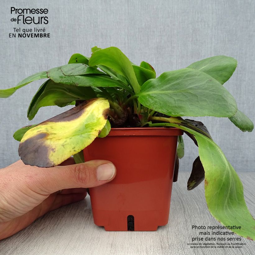 Exemplar von Bergenia cordifolia Silberlicht - Bergenie Topf mit 1L/1,5L wie im Herbst geliefert