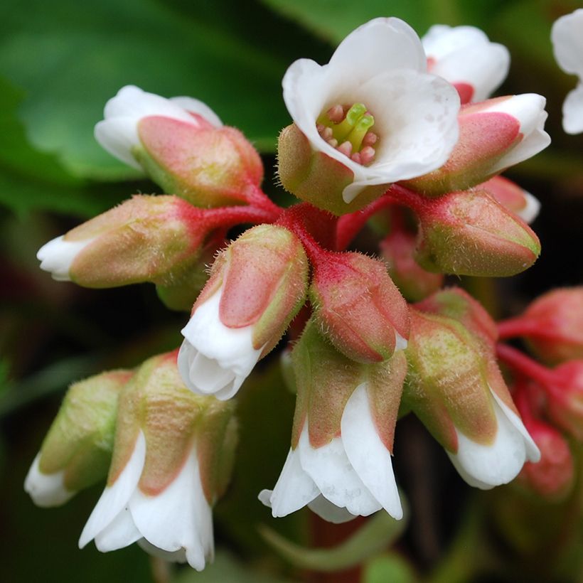 Bergenia cordifolia Silberlicht - Bergenie (Blüte)