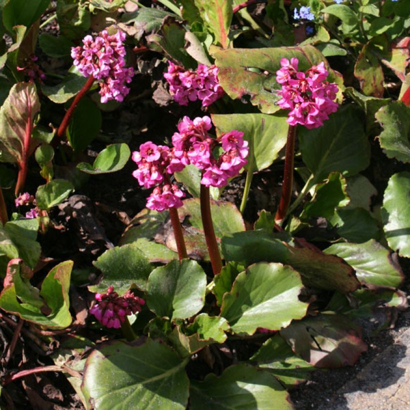 Bergenia Abendglut - Bergenie (Wuchs)