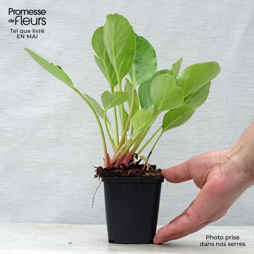 Example of Bergenia Harzkristall - Bergenie Kleine Töpfe von 8/9 cm as you get in printemps