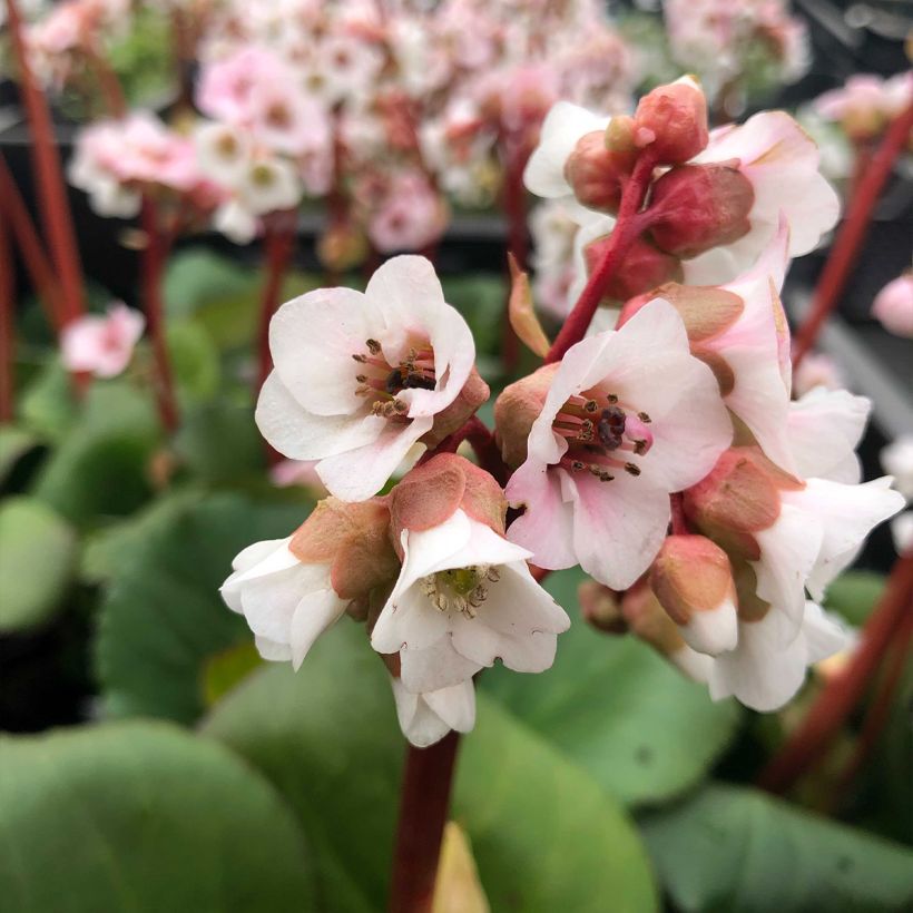 Bergenia Harzkristall - Bergenie (Flowering)