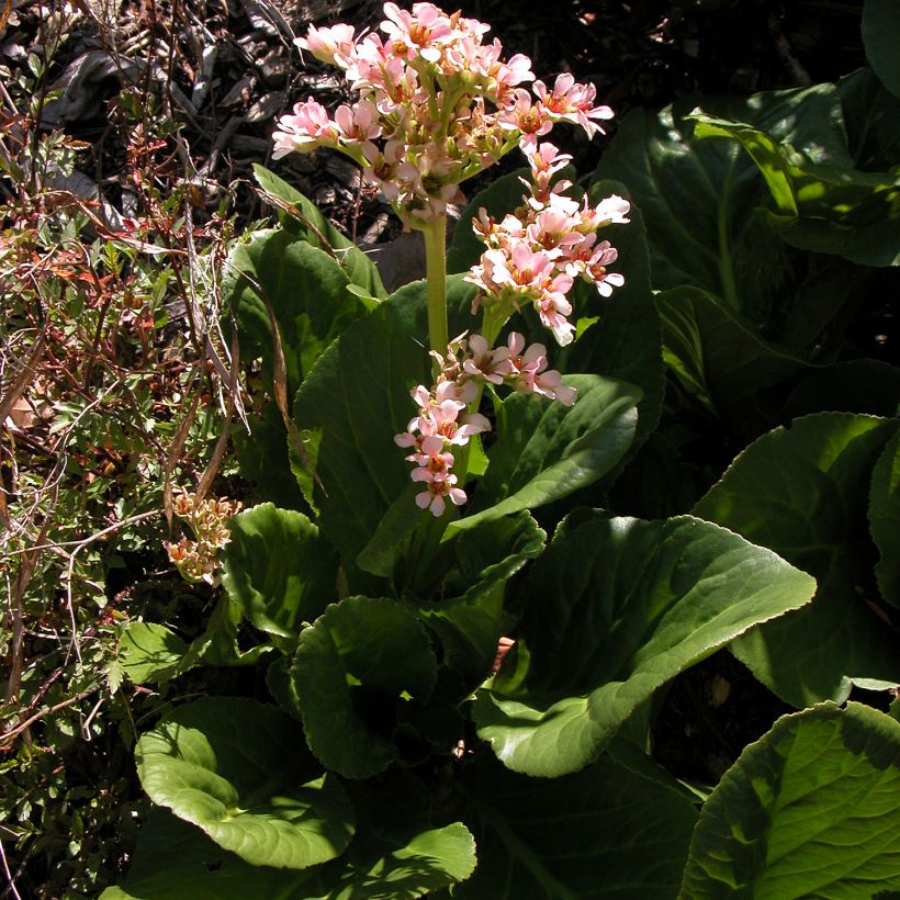 Bergenia stracheyi - Bergenie (Wuchs)