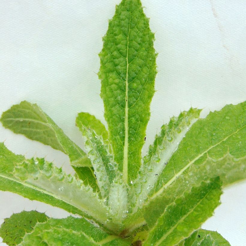 Berkheya purpurea - Südafrikanische Purpurdistel (Foliage)