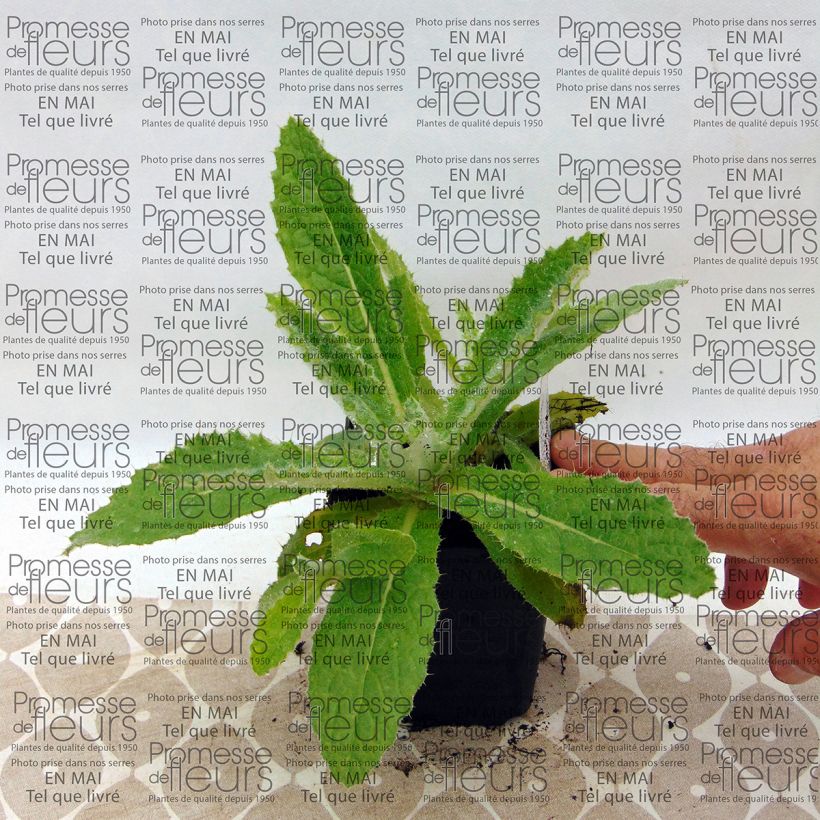 Example of Berkheya purpurea - Südafrikanische Purpurdistel Kleine Töpfe von 8/9 cm as you get