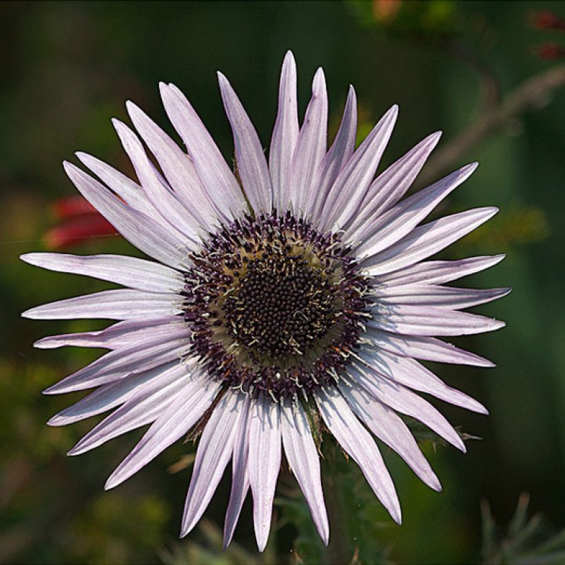 Berkheya purpurea - Südafrikanische Purpurdistel (Flowering)