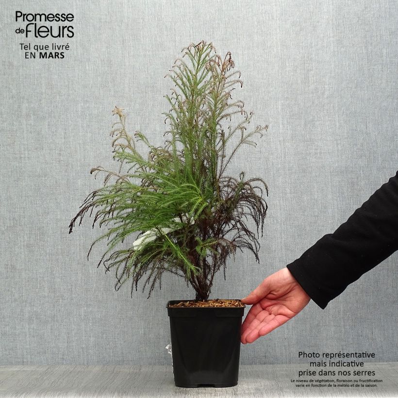 Exemplar von Berzelia intermedia Topf mit 4L/5L wie im Frühjahr geliefert