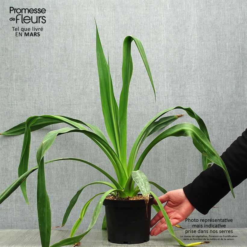 Example of Beschorneria yuccoides - Beschornerie Topf mit 2L/3L as you get in printemps