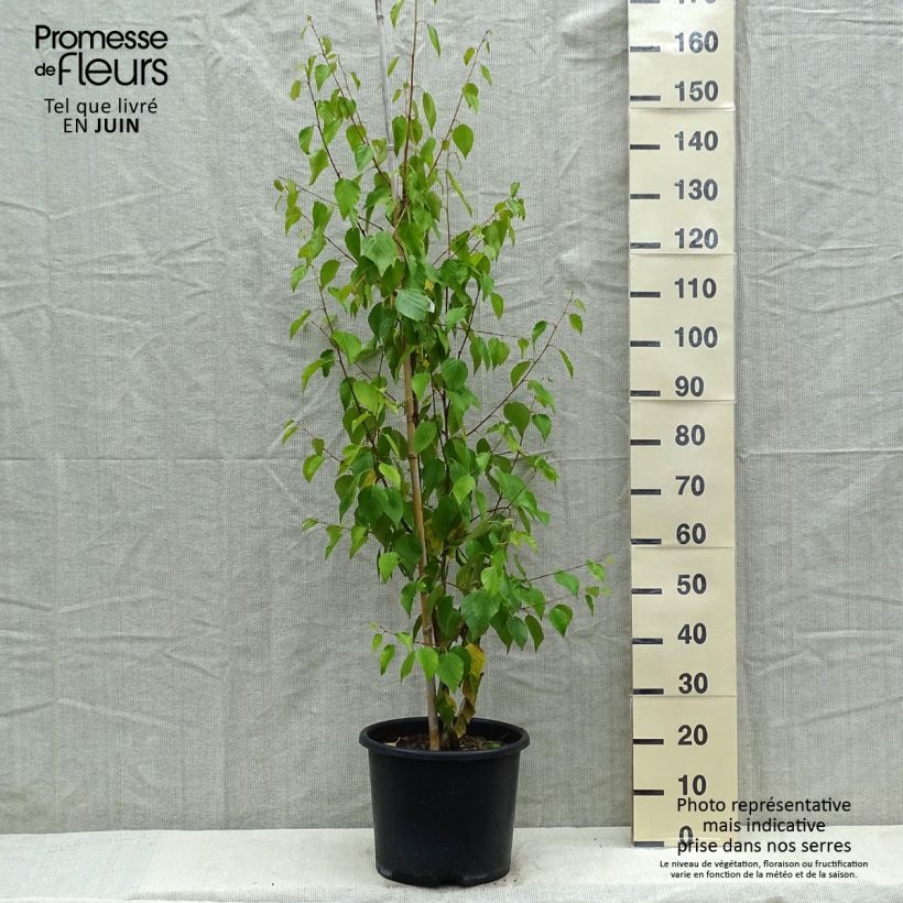 Example of Betula ermanii Holland - Gold-Birke Topf mit 12L/15L as you get in printemps