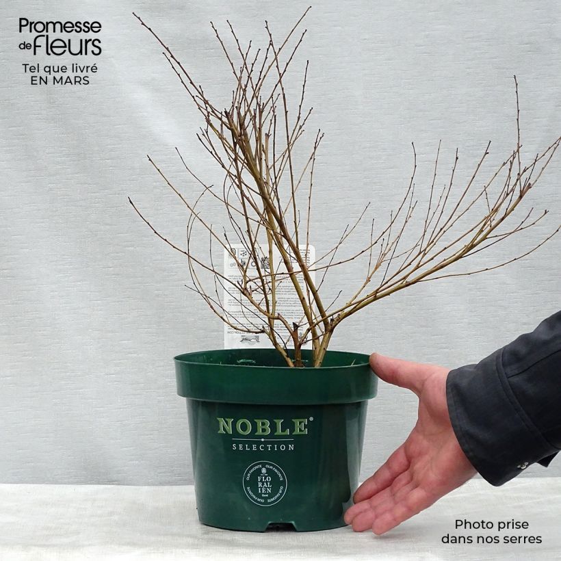 Example of Betula nana Golden Treasure - Zwerg-Birke Topf mit 3L/4L as you get in printemps