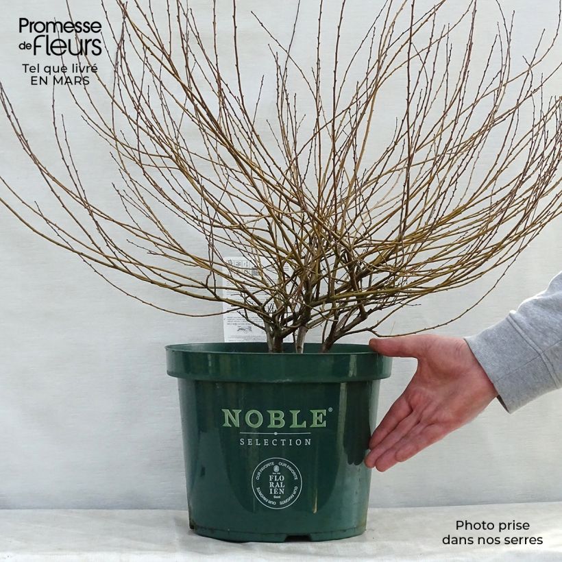 Example of Betula nana Golden Treasure - Zwerg-Birke Topf mit 7,5L/10L as you get in printemps