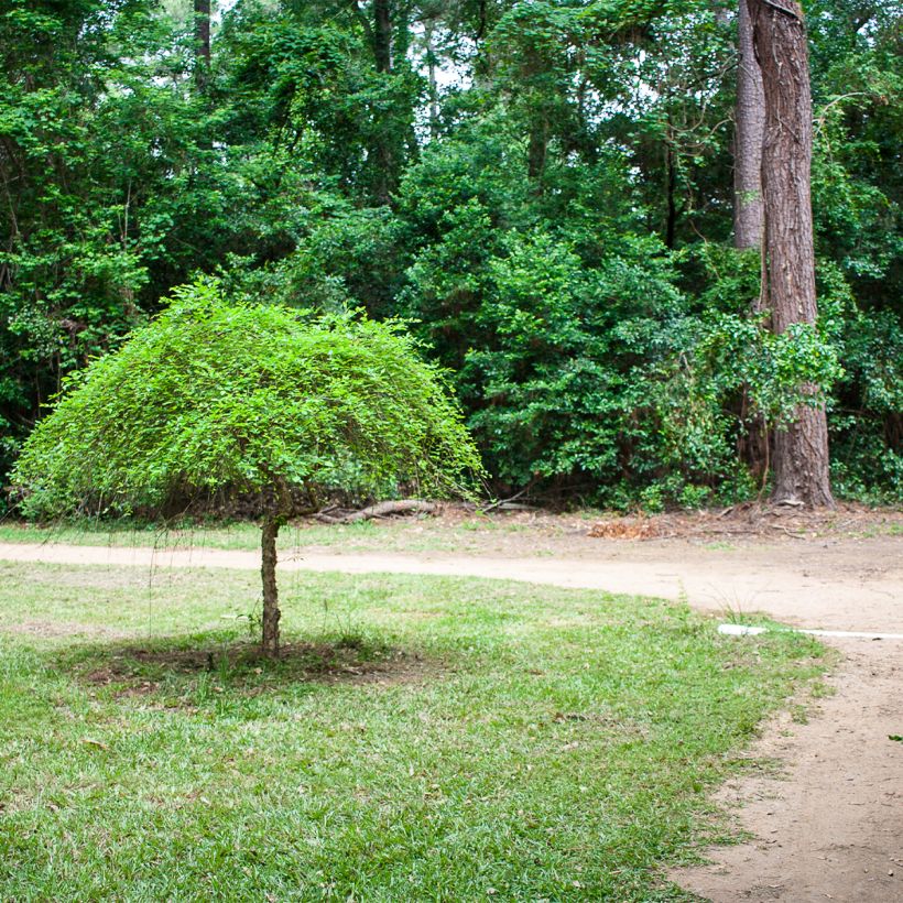 Betula nigra Summer Cascade - Schwarz-Birke (Plant habit)