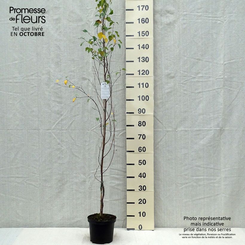 Exemplar von Betula pendula Fastigiata - Hänge-Birke Topf mit 3L/4L wie im Herbst geliefert