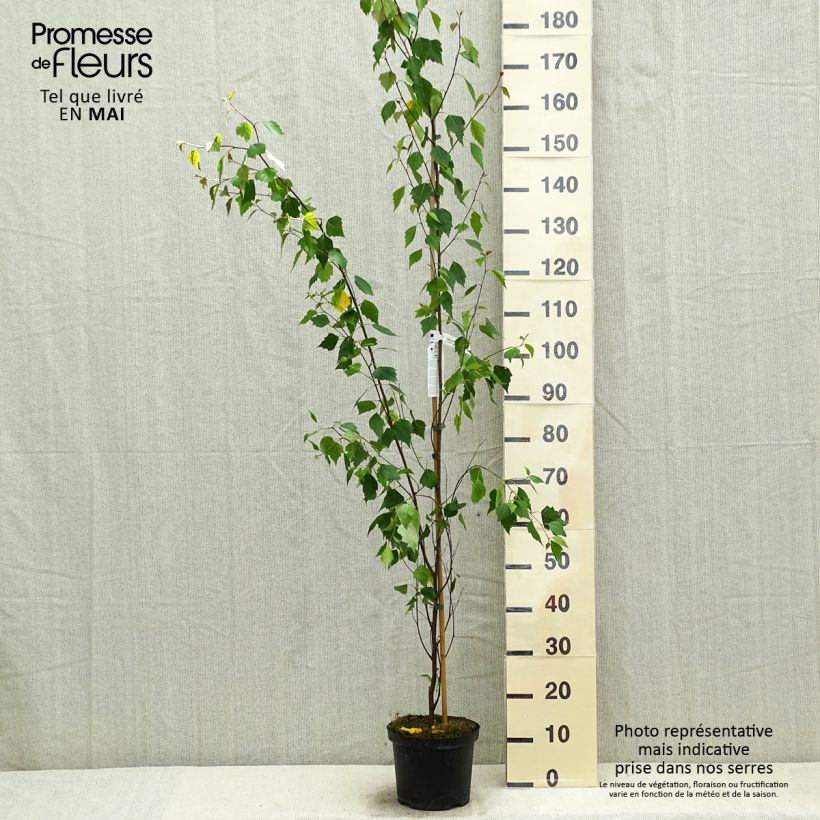 Example of Betula pendula Fastigiata - Hänge-Birke Topf mit 3L/4L as you get in printemps