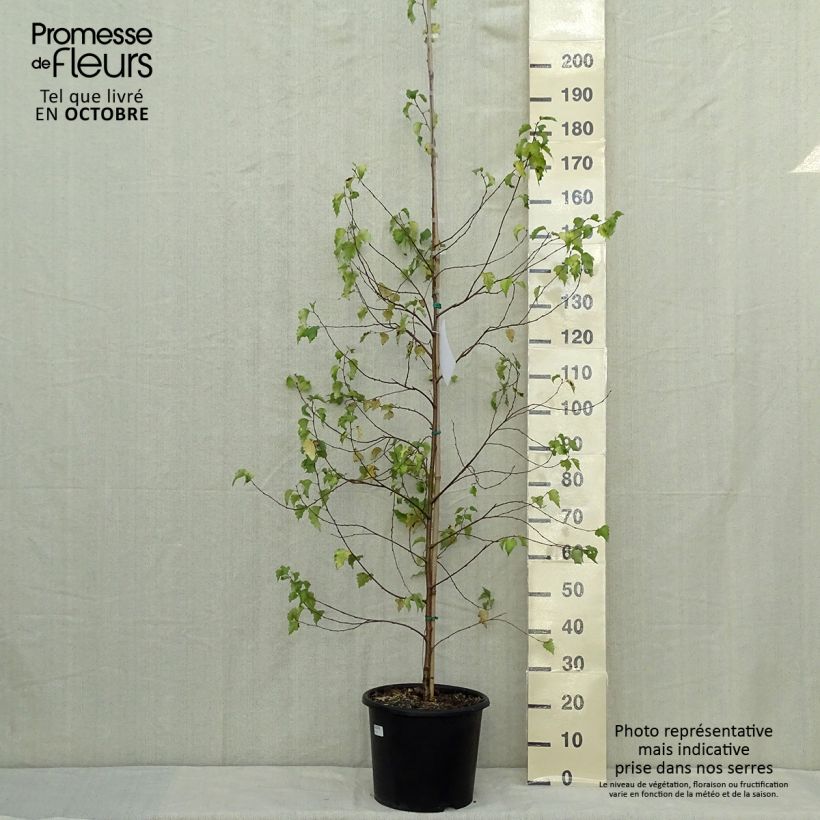 Exemplar von Betula pendula Golden Cloud - Hänge-Birke Topf mit 12L/15L, Stämmchen wie im Herbst geliefert