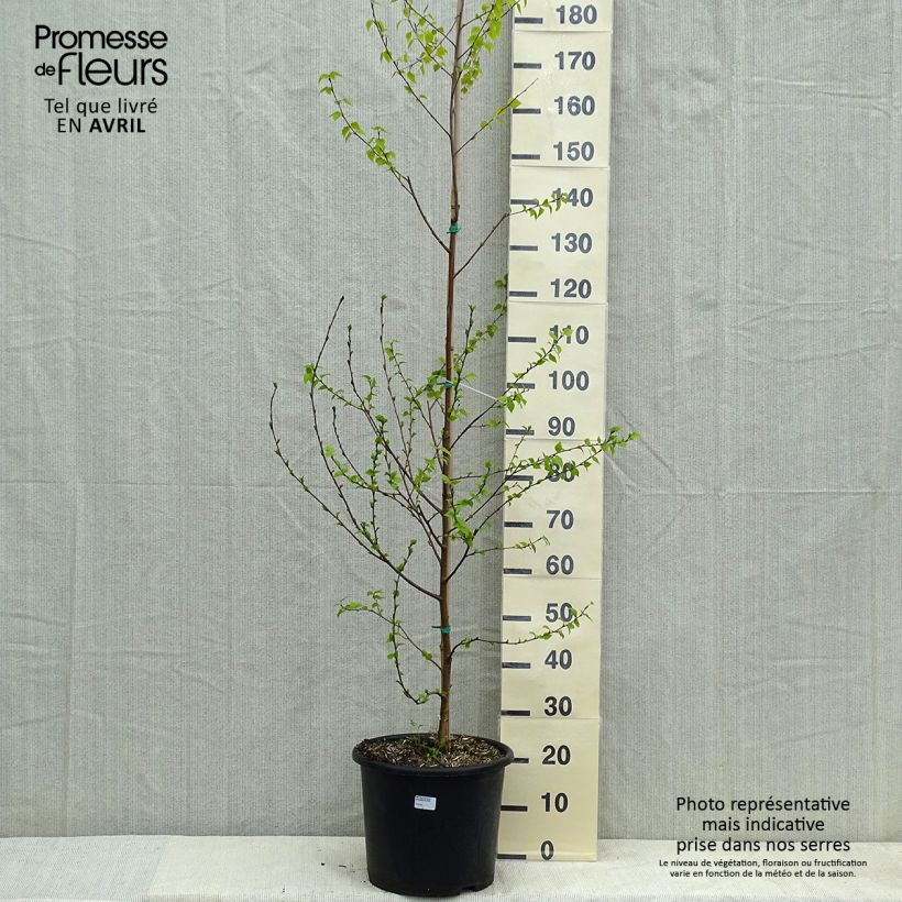 Exemplar von Betula pendula Golden Cloud - Hänge-Birke Topf mit 12L/15L, Stämmchen wie im Frühjahr geliefert