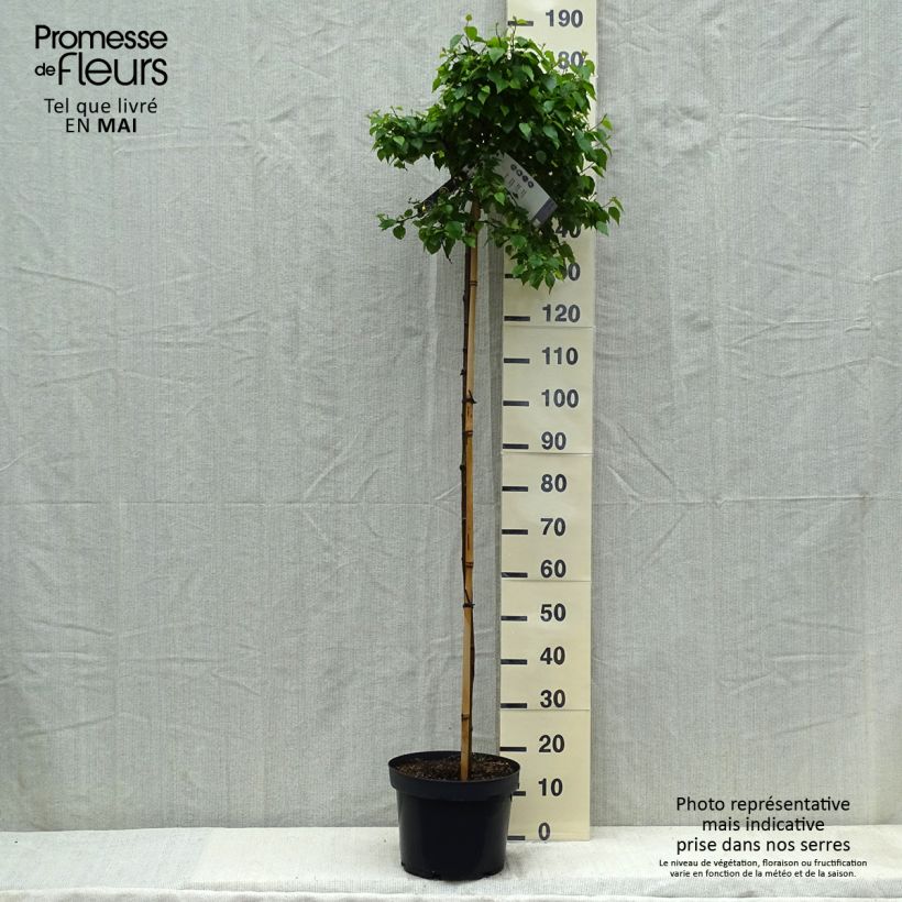 Exemplar von Betula pendula Magical Globe - Hänge-Birke Topf mit 7,5L/10L wie im Frühjahr geliefert