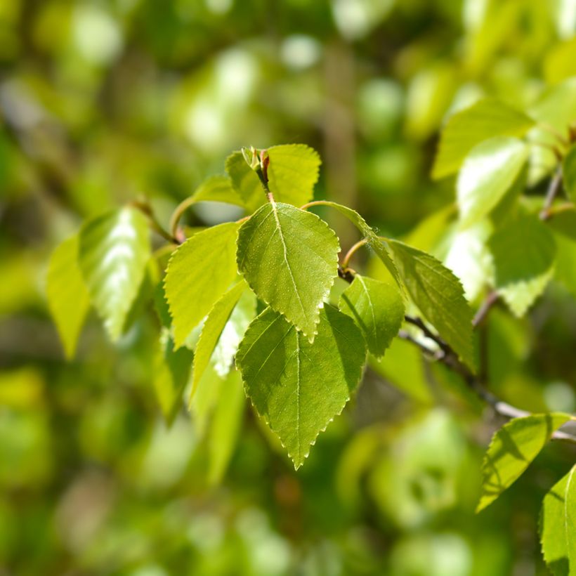 Betula pendula Magical Globe - Hänge-Birke (Laub)