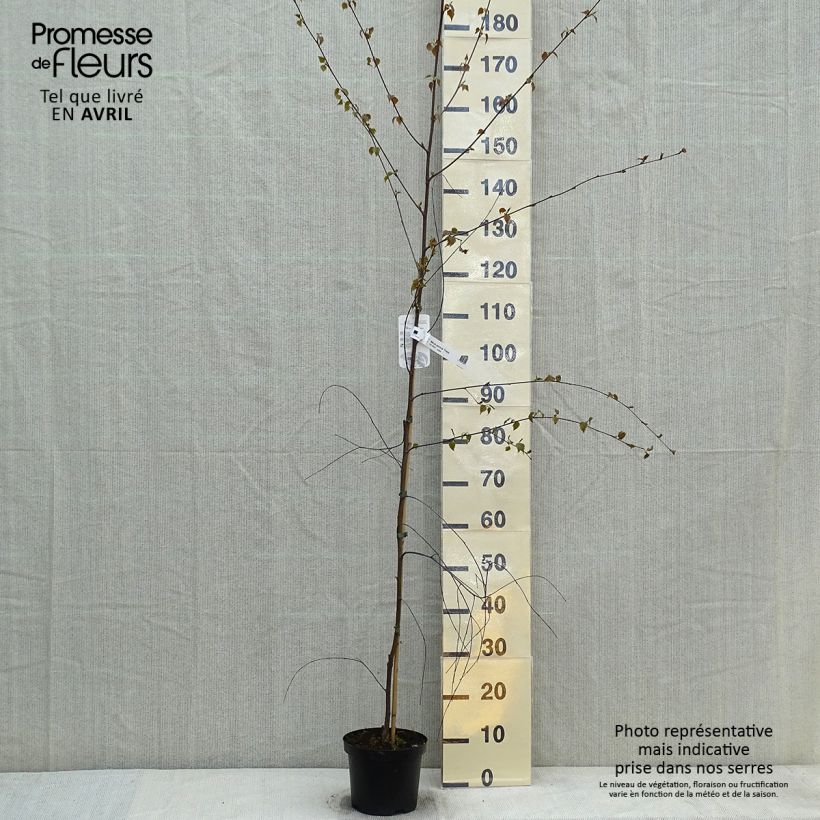 Exemplar von Betula pendula Tristis - Hänge-Birke Topf mit 2L/3L wie im Frühjahr geliefert