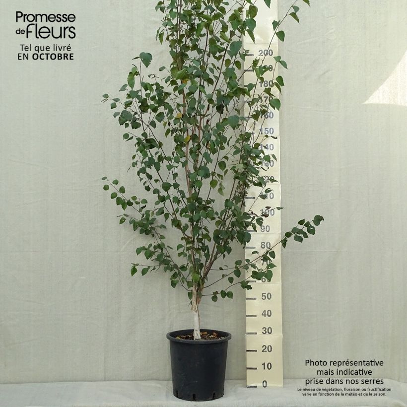 Exemplar von Betula pendula - Hänge-Birke Topf mit 18L/20L wie im Herbst geliefert