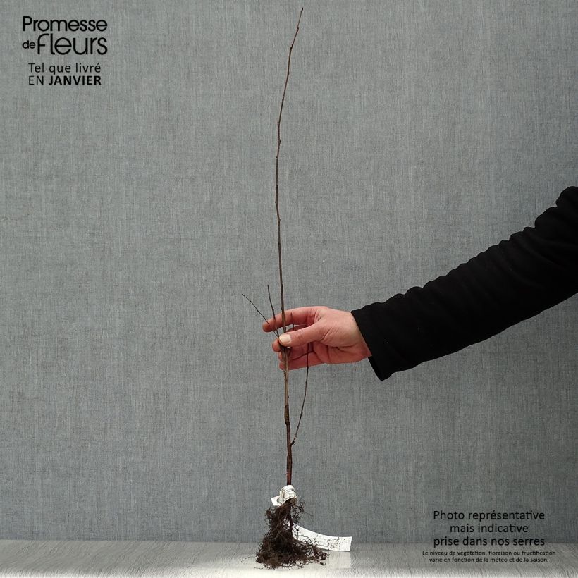 Example of Betula pendula - Hänge-Birke Wurzelnackt as you get in hiver