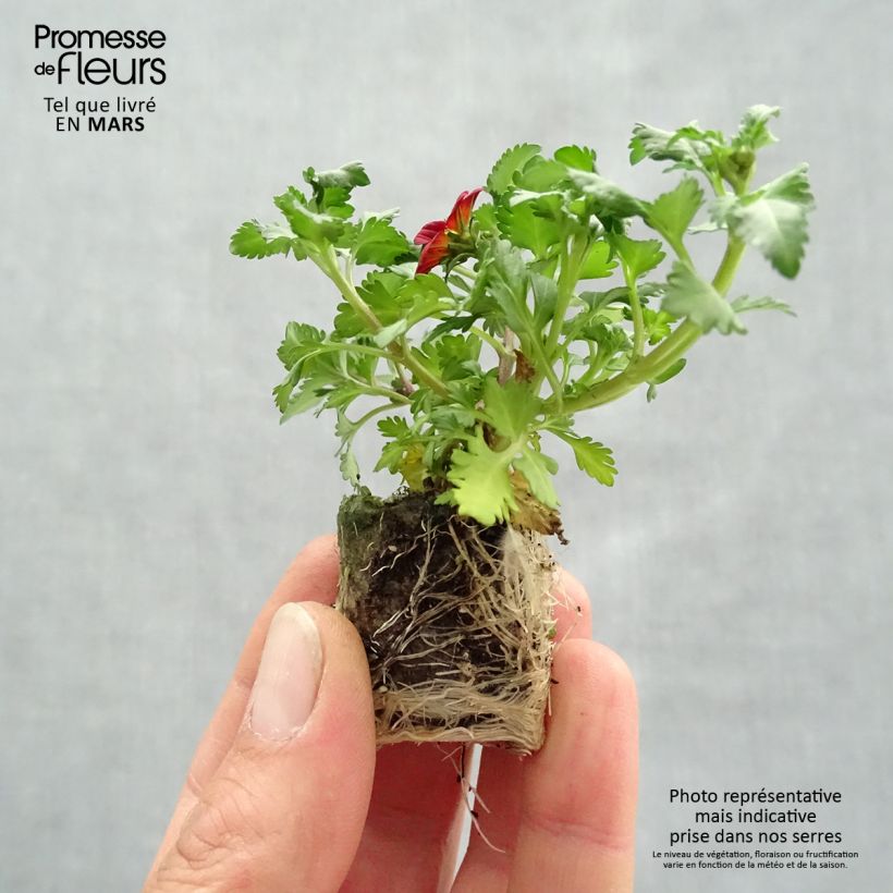 Exemplar von Bidens Beedance Painted Red - Zweizahn Mini-Plug Ø 3/4 cm wie im Frühjahr geliefert