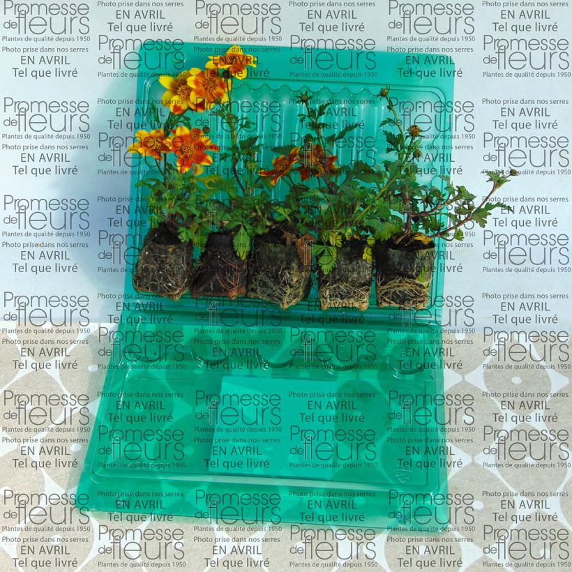 Beispiel eines Exemplars von Bidens Beedance Painted Yellow - Zweizahn Mini-Plug Ø 3/4 cm wie geliefert