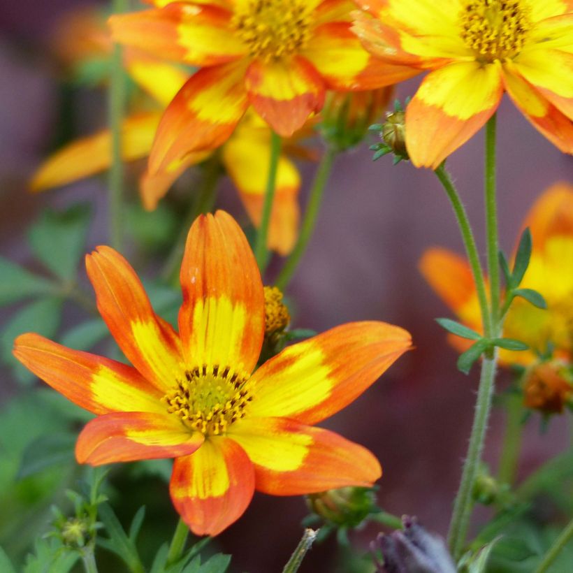 Bidens Campfire Funny Honey - Zweizahn (Flowering)