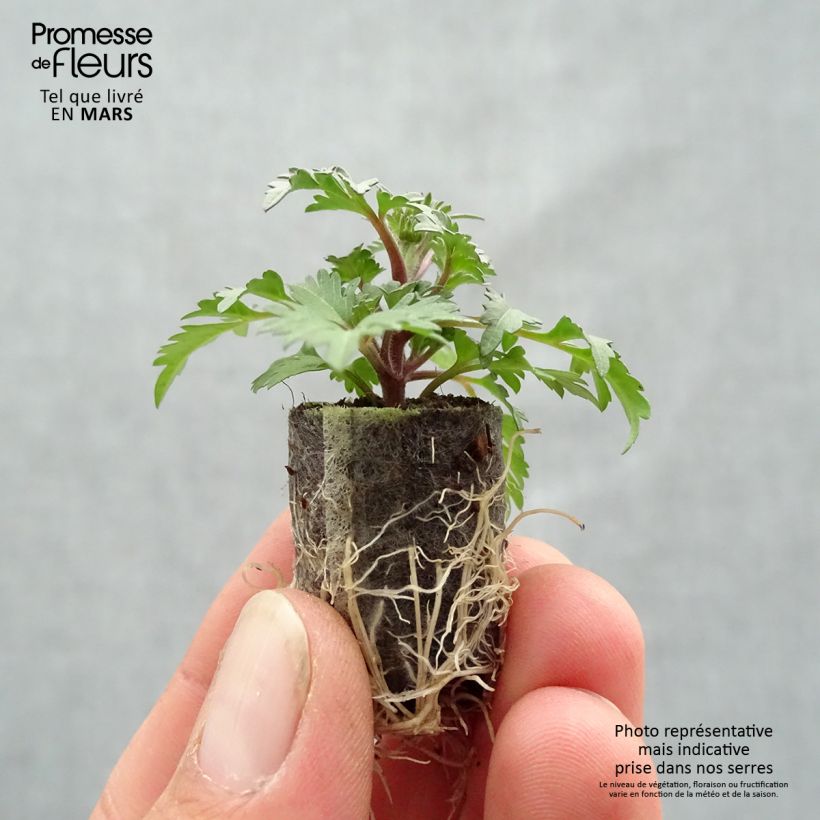 Example of Bidens Campfire Funny Honey - Zweizahn Mini-Plug Ø 1,5/2,5 cm as you get in printemps