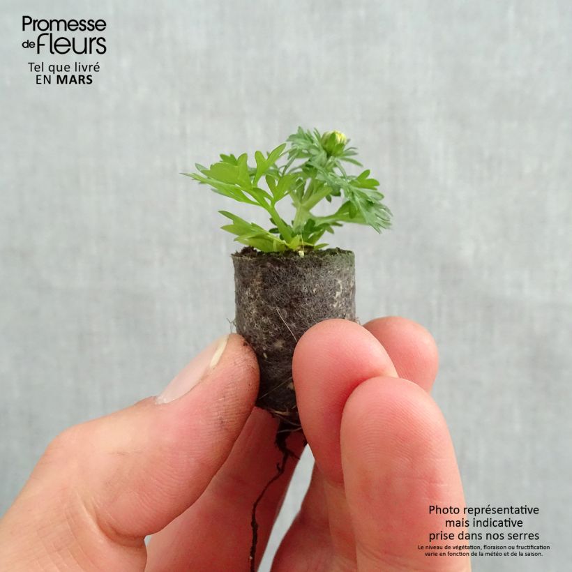 Exemplar von Bidens ferulifolia Lemon Moon - Zweizahn Mini-Plug Ø 1,5/2,5 cm wie im Frühjahr geliefert