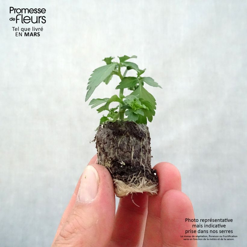 Exemplar von Bidens ferulifolia Pirate's Pearl - Zweizahn Mini-Plug Ø 3/4 cm wie im Frühjahr geliefert