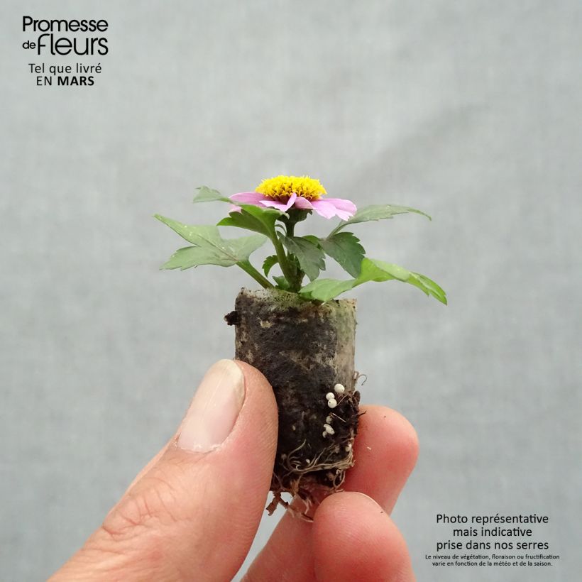 Example of Bidens Stoplight - Zweizahn Mini-Plug Ø 1,5/2,5 cm as you get in printemps