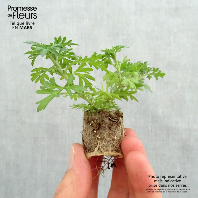 Exemplar von Bidens ferulifolia Yellow Charm - Zweizahn Mini-Plug Ø 3/4 cm wie im Frühjahr geliefert