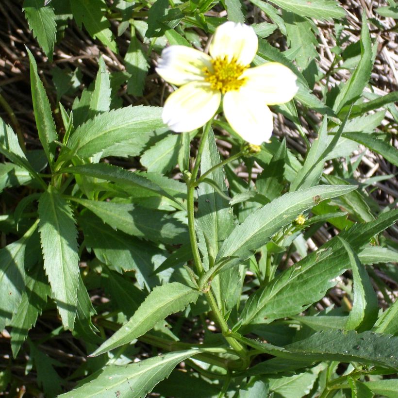 Bidens heterophylla aurea - Zweizahn (Wuchs)