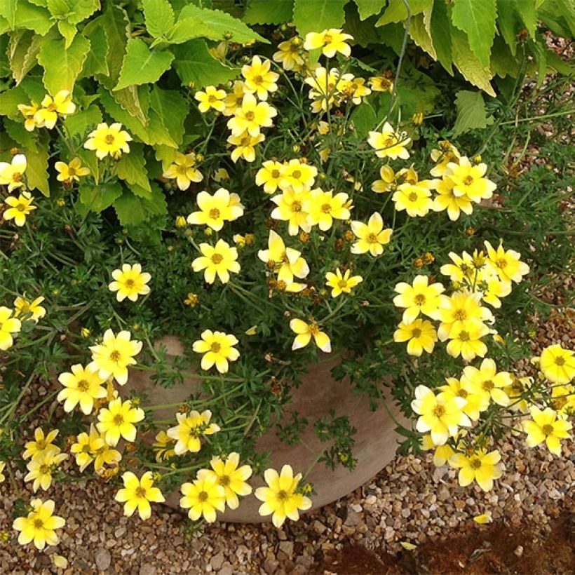 Bidens ferulifolia Lemon Moon - Zweizahn (Blüte)