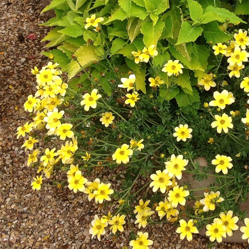 Bidens ferulifolia Lemon Moon - Zweizahn (Wuchs)
