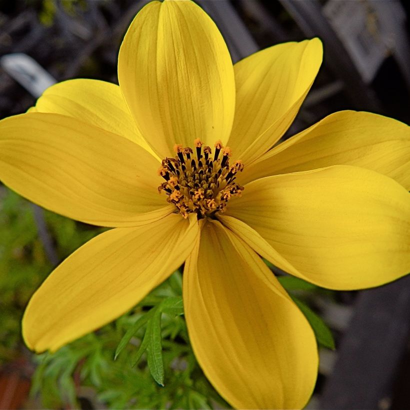Bidens ferulifolia - Zweizahn (Blüte)