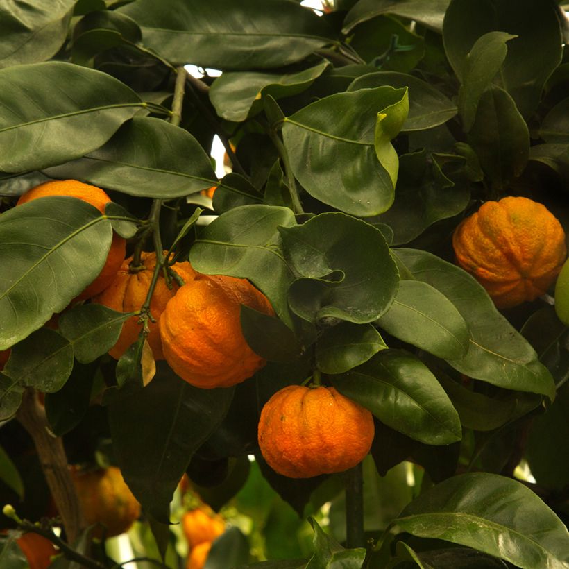 Bitterorange Bouquet de Fleur - Citrus aurantium (Ernte)