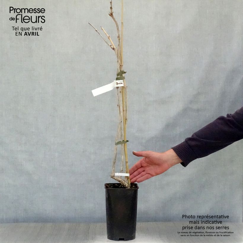 Exemplar von Campsis radicans Atropurpurea - Amerikanische Klettertrompete Topf mit 2L/3L wie im Frühjahr geliefert