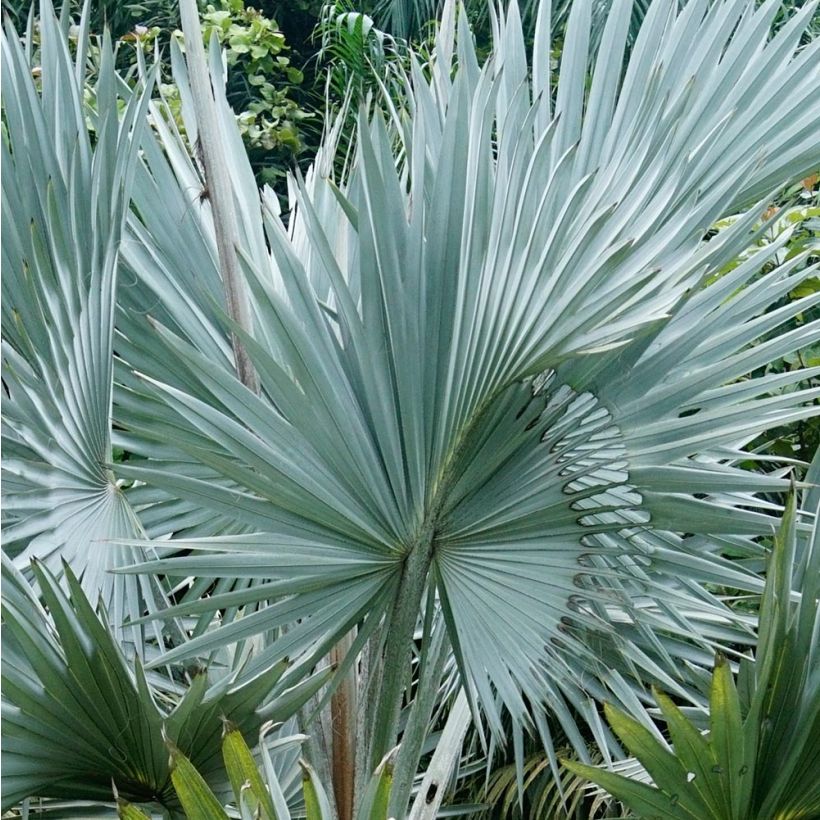 Bismarckia nobilis - Bismarck-Palme (Foliage)