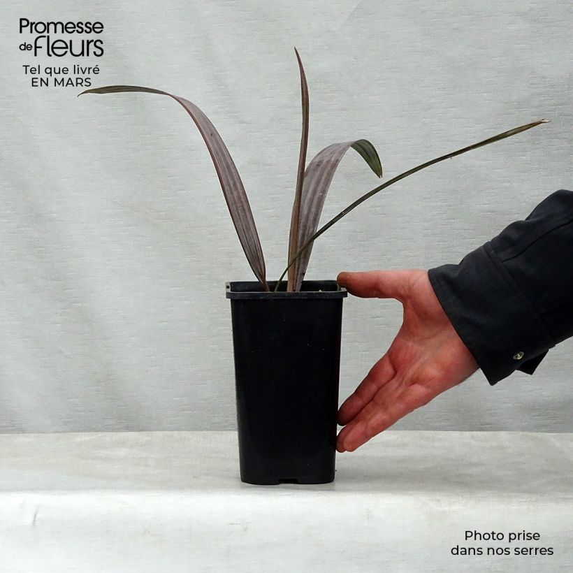 Example of Bismarckia nobilis - Bismarck-Palme Topf 12 cm / 13 cm as you get in printemps