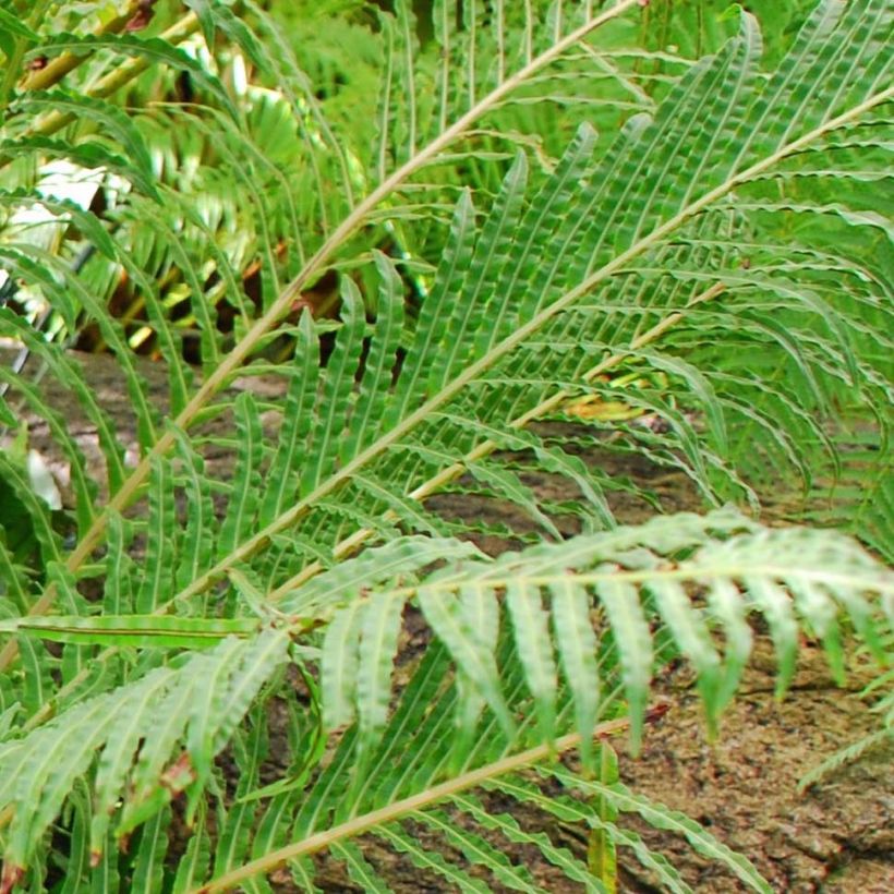 Blechnum brasiliense Volcano - Brasilianischer Baumfarn (Foliage)