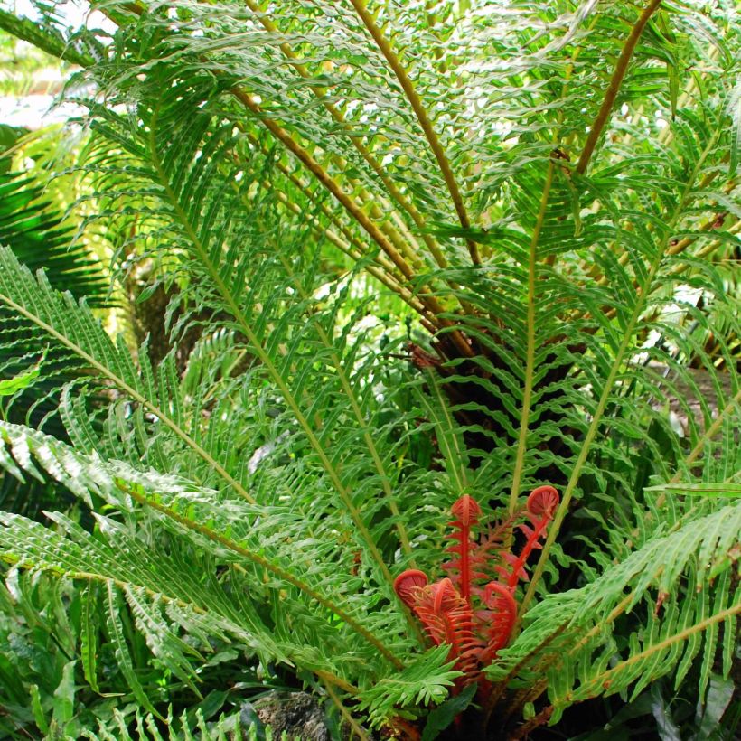 Blechnum brasiliense Volcano - Brasilianischer Baumfarn (Plant habit)