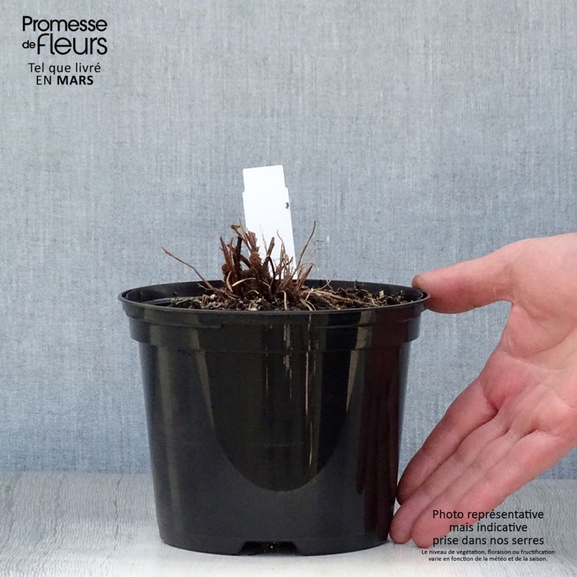 Example of Blechnum brasiliense Volcano - Brasilianischer Baumfarn Topf mit 2L/3L as you get in printemps